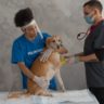 Débuter dans l’ostéopathie animale : comment se faire connaître ?